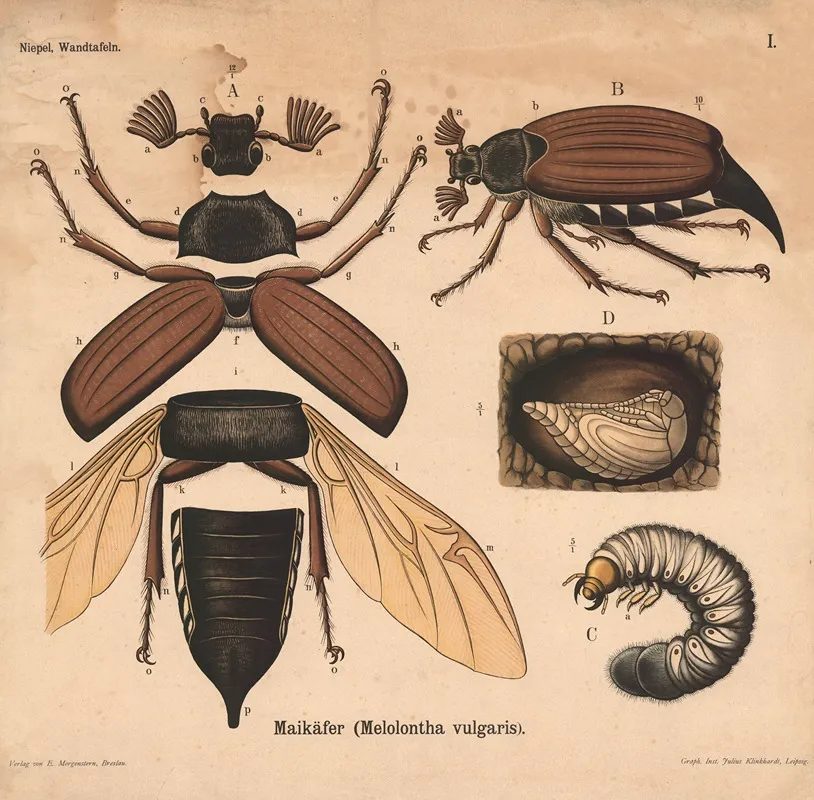 Maikafer Melolontha Vulgaris Wall Art by Julius Klinkhardt - High-Resolution Digital Print