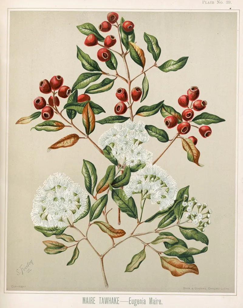 Maire Tawhake Eugenia Maire Plate 39 Wall Art by Sarah Featon - High-Resolution Digital Print