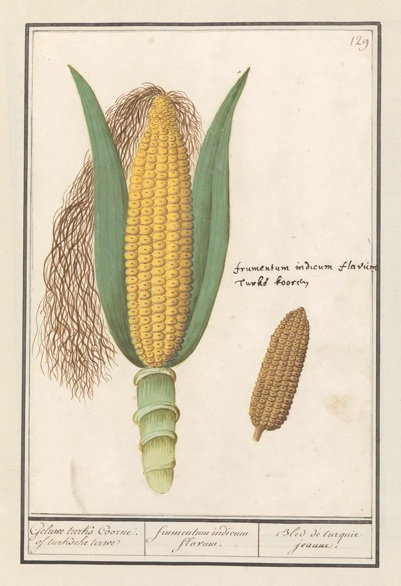 Mais Zea Mays Geluwe Turks Coorne Of Turksche Terwe Frumentum Indicum Flavum Bled De Turquie Jeaune Wall Art by Anselmus Boëtius de Boodt - High-Resolution Digital Print