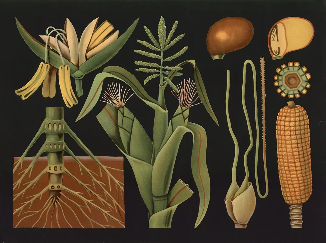 Maize Corn Zea Mais Wall Art by Gottlieb von Koch - High-Resolution Digital Print