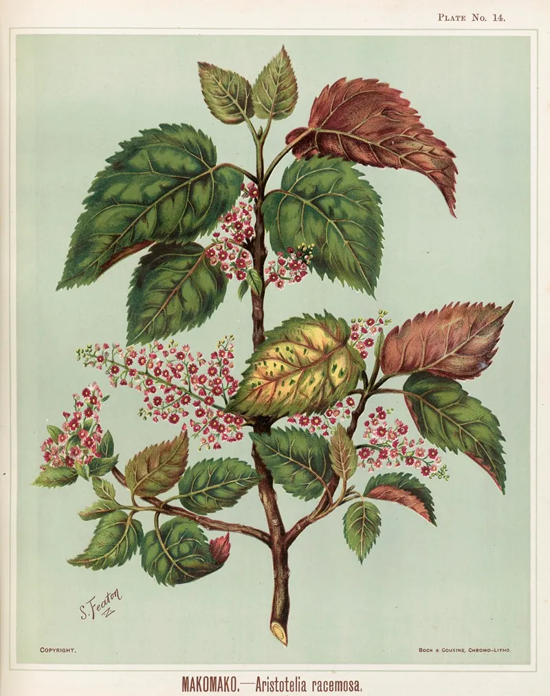 Makomako Aristotelia Racemosa Plate 14 Wall Art by Sarah Featon - High-Resolution Digital Print