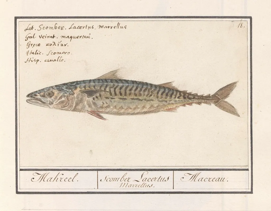Makreel Scomber Scombrus Makreel Scomber Lacertus Marrellus Macreau Wall Art by Anselmus Boëtius de Boodt - High-Resolution Digital Print