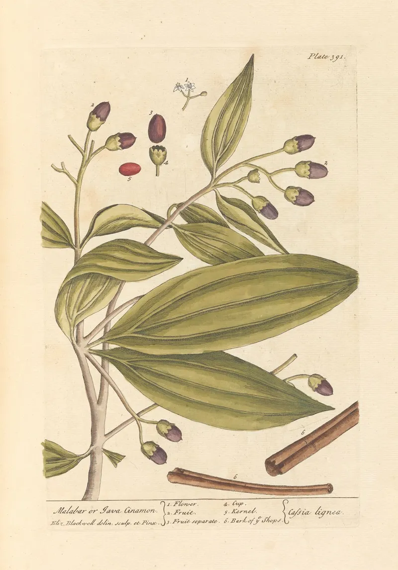 Malabar Or Java Cinamon Wall Art by Elizabeth Blackwell - High-Resolution Digital Print