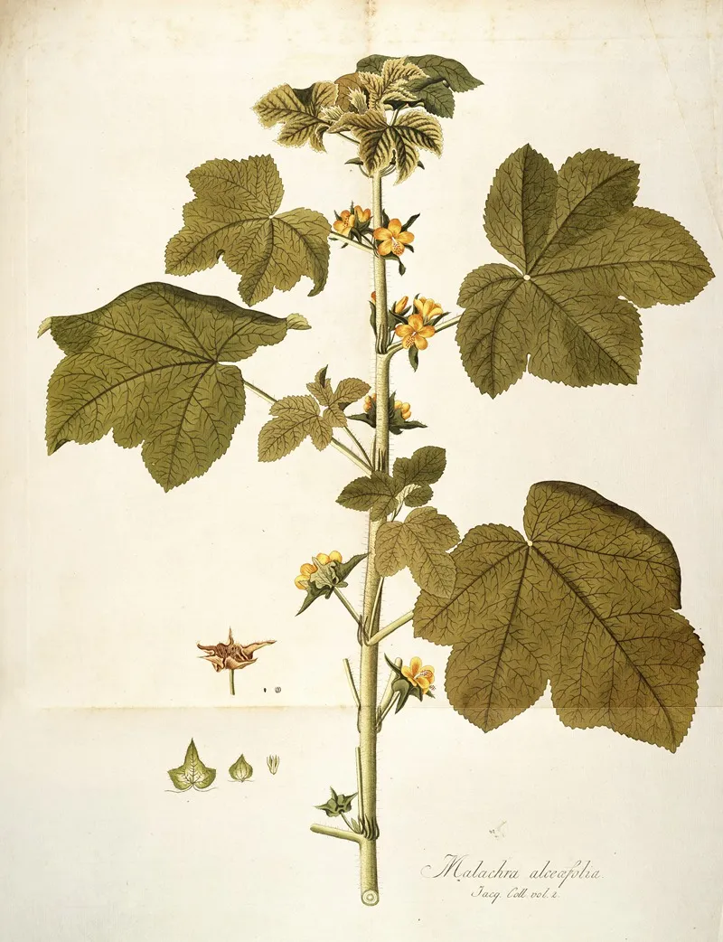 Malachea Alceaefolia Wall Art by Nikolaus Joseph Freiherr von Jacquin - High-Resolution Digital Print