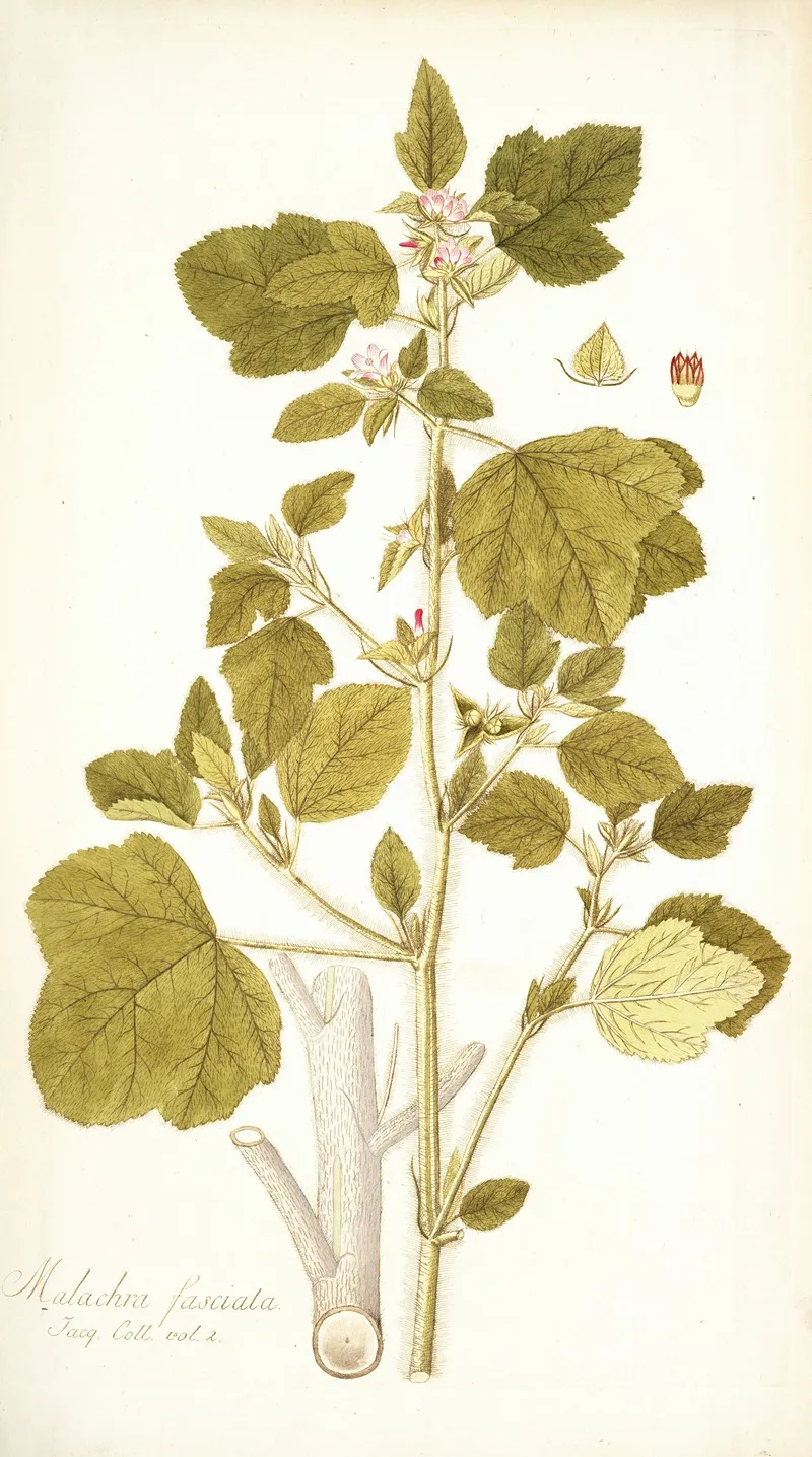 Malachra Fasciata Wall Art by Nikolaus Joseph Freiherr von Jacquin - High-Resolution Digital Print