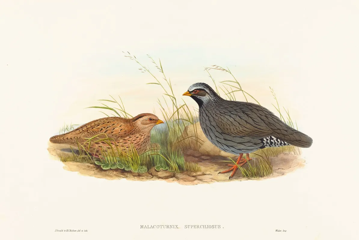 Malacoturnix Superciliosus Mountain Quail Wall Art by John Gould - High-Resolution Digital Print