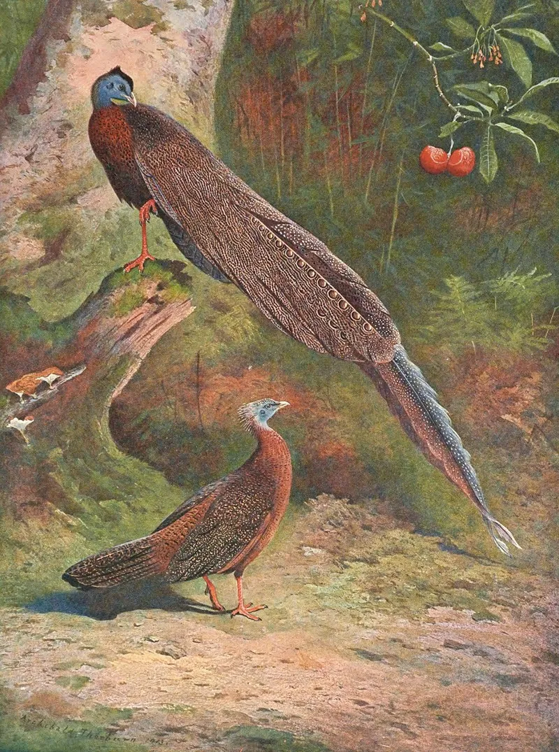 Malay Argus Pheasant Wall Art by Archibald Thorburn - High-Resolution Digital Print