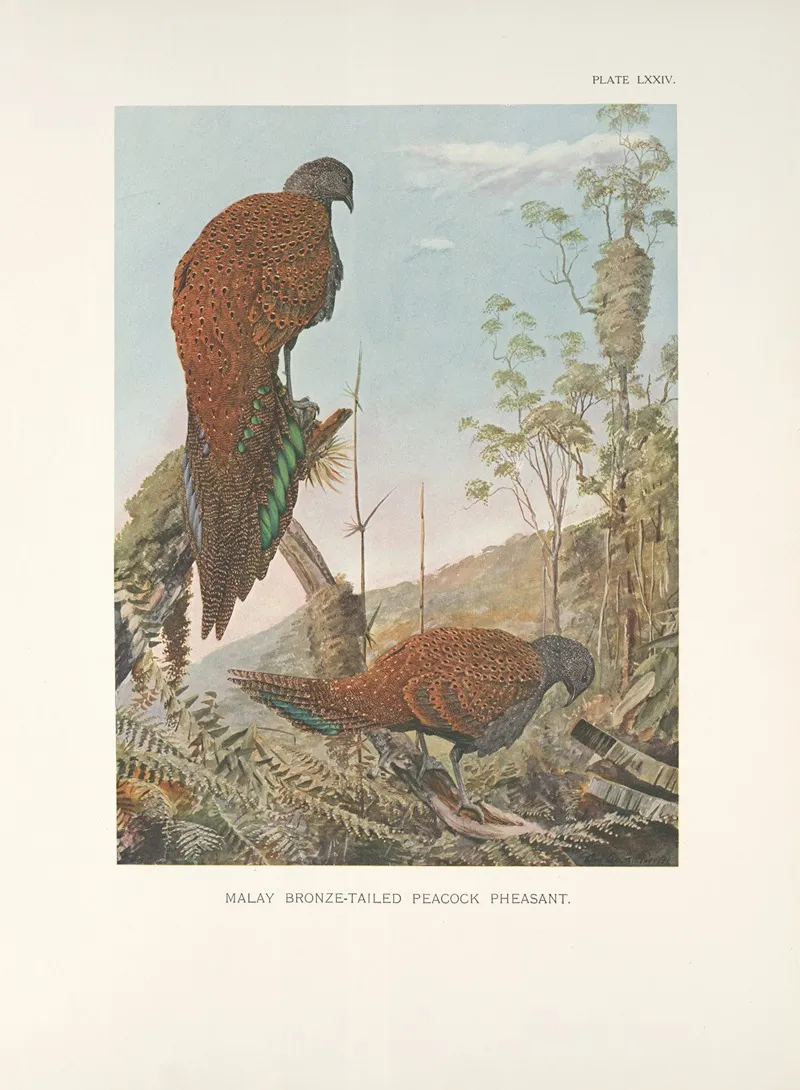 Malay Bronze Tailed Peacock Pheasant Chalcurus Inopinatus Wall Art by Louis Agassiz Fuertes - High-Resolution Digital Print