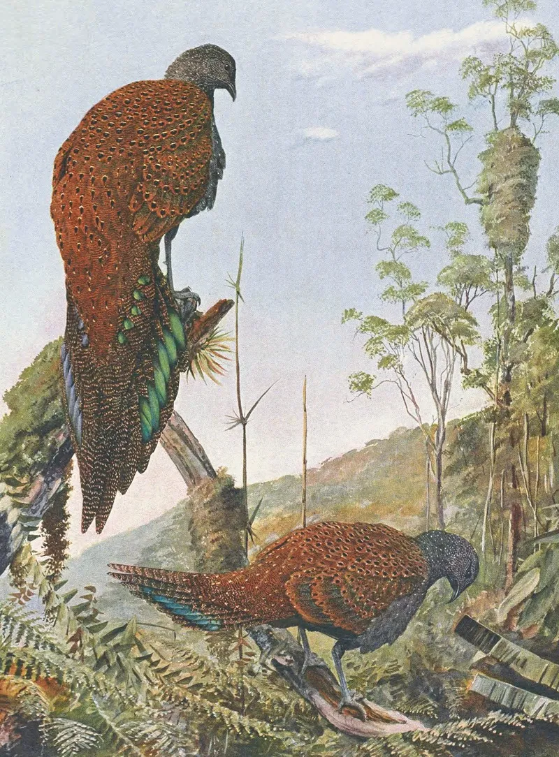 Malay Bronze Tailed Peacock Pheasant Wall Art by Louis Agassiz Fuertes - High-Resolution Digital Print