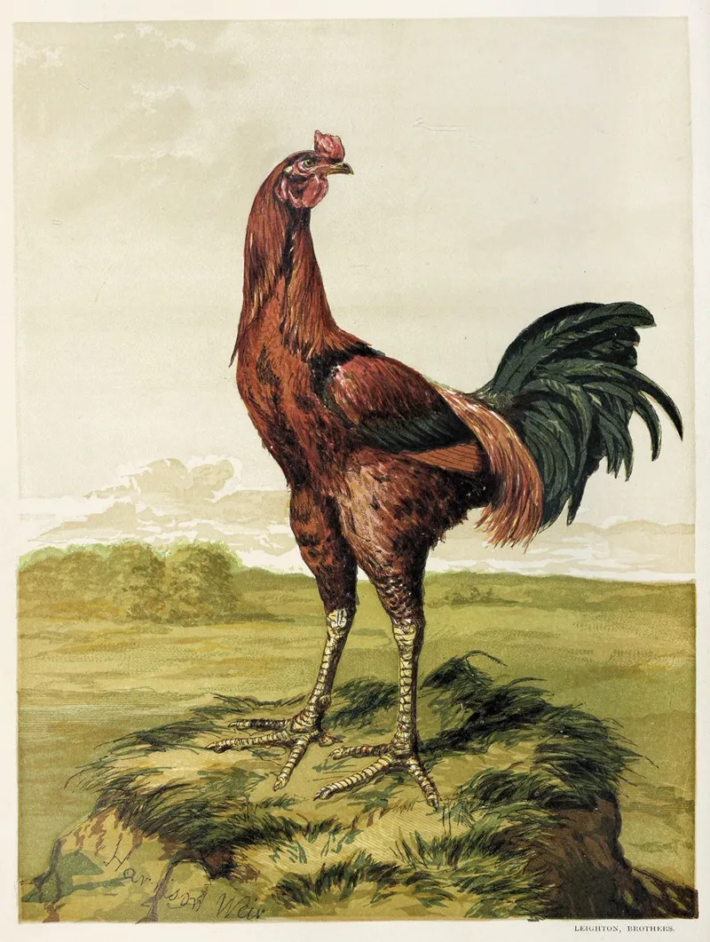 Malay Cock Wall Art by Harrison Weir - High-Resolution Digital Print