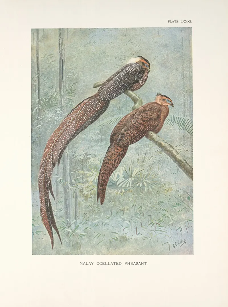 Malay Ocellated Pheasant Rheinardius Nigrescens Wall Art by George Edward Lodge - High-Resolution Digital Print
