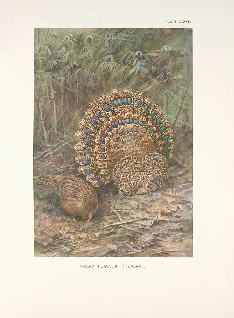 Malay Peacock Pheasant Polyplectron Malaccensis Wall Art by George Edward Lodge - High-Resolution Digital Print