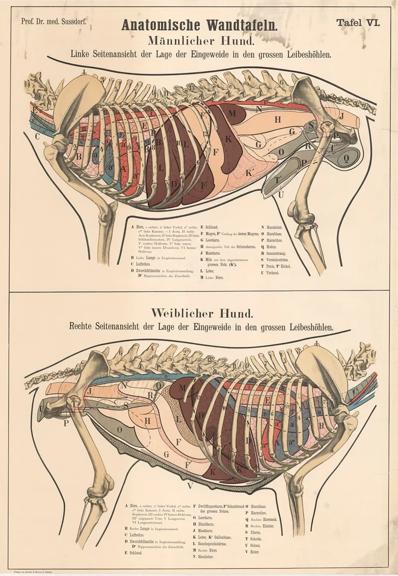 Male And Female Dog Position Of The Internal Organs In The Large Body Cavities Wall Art by Max von Sussdorf - High-Resolution Digital Print
