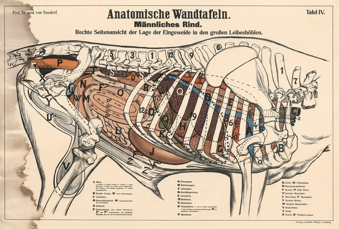 Male Bovine Right Side View Showing The Position Of The Internal Organs In The Large Abdominal Cavities Wall Art by Max von Sussdorf - High-Resolution Digital Print
