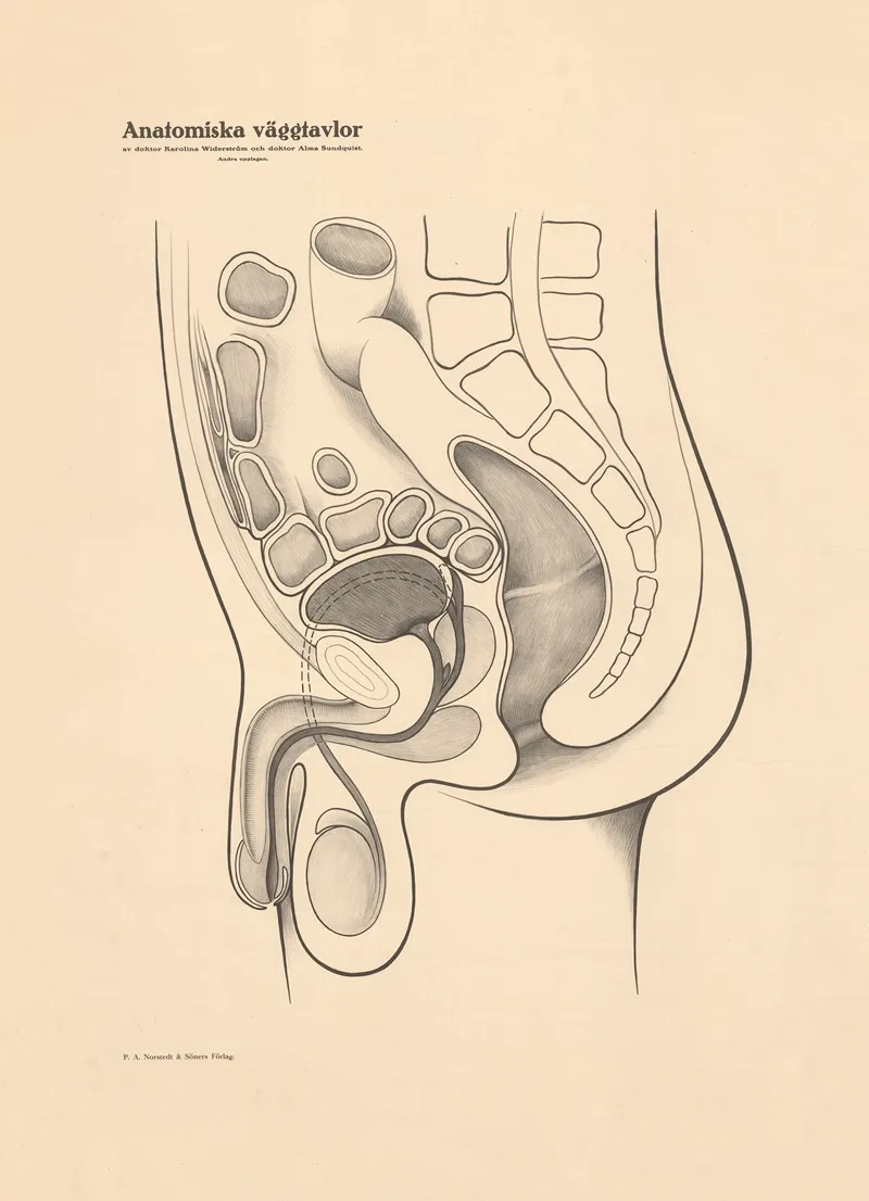 Male Genitals Wall Art by Karolina Widerström - High-Resolution Digital Print