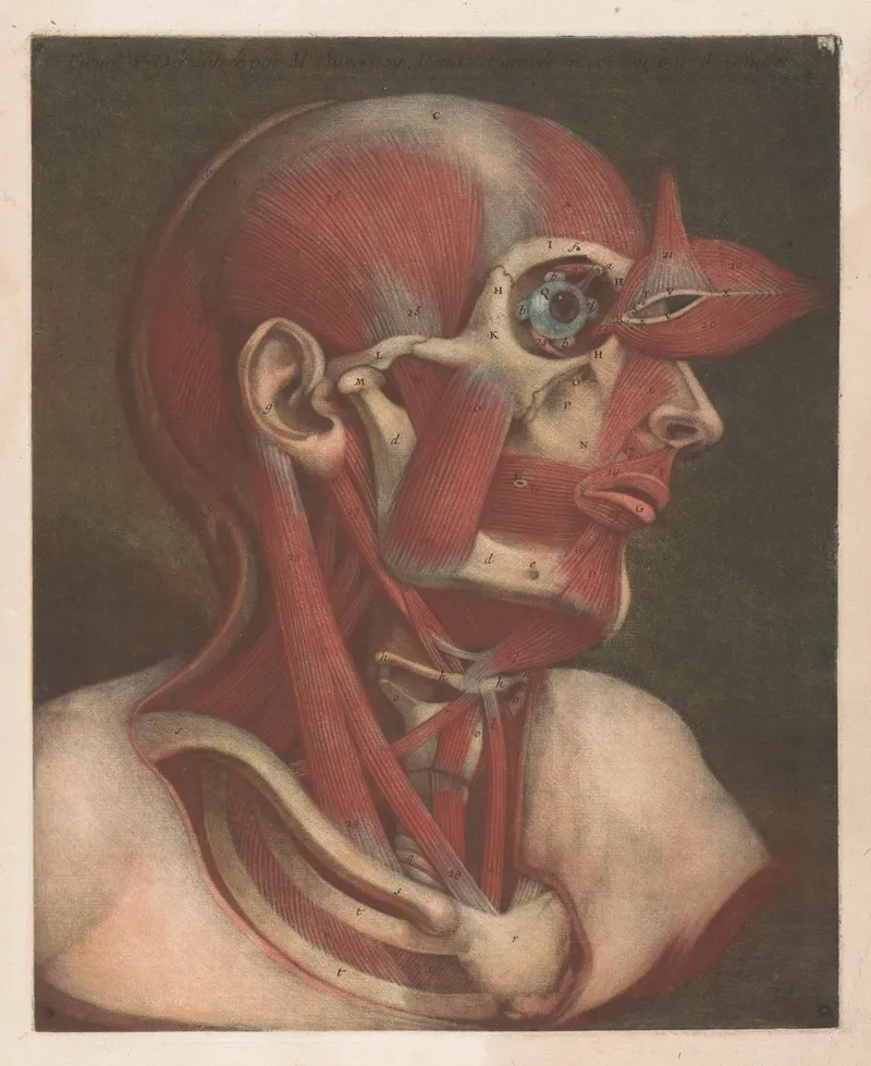 Male Head With Muscles Visible With Detail Of The Eye Wall Art by Jacques Fabien Gautier d'Agoty - High-Resolution Digital Print
