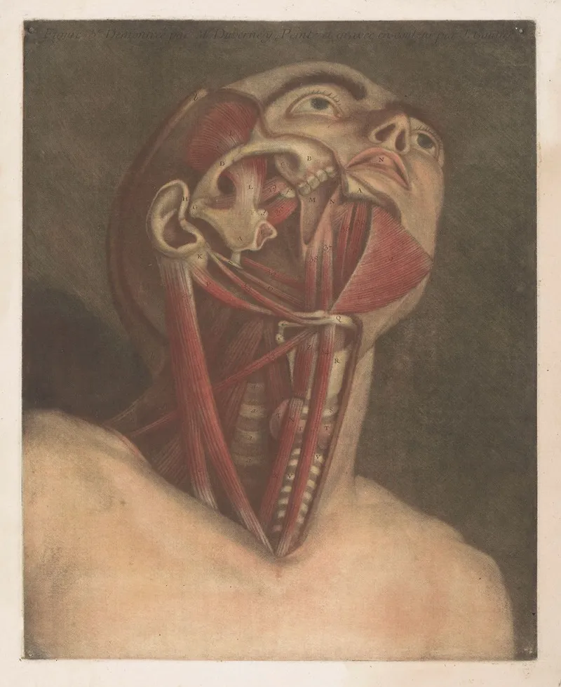 Male Head With Muscles Visible With Detail Of The Neck Wall Art by Jacques Fabien Gautier d'Agoty - High-Resolution Digital Print