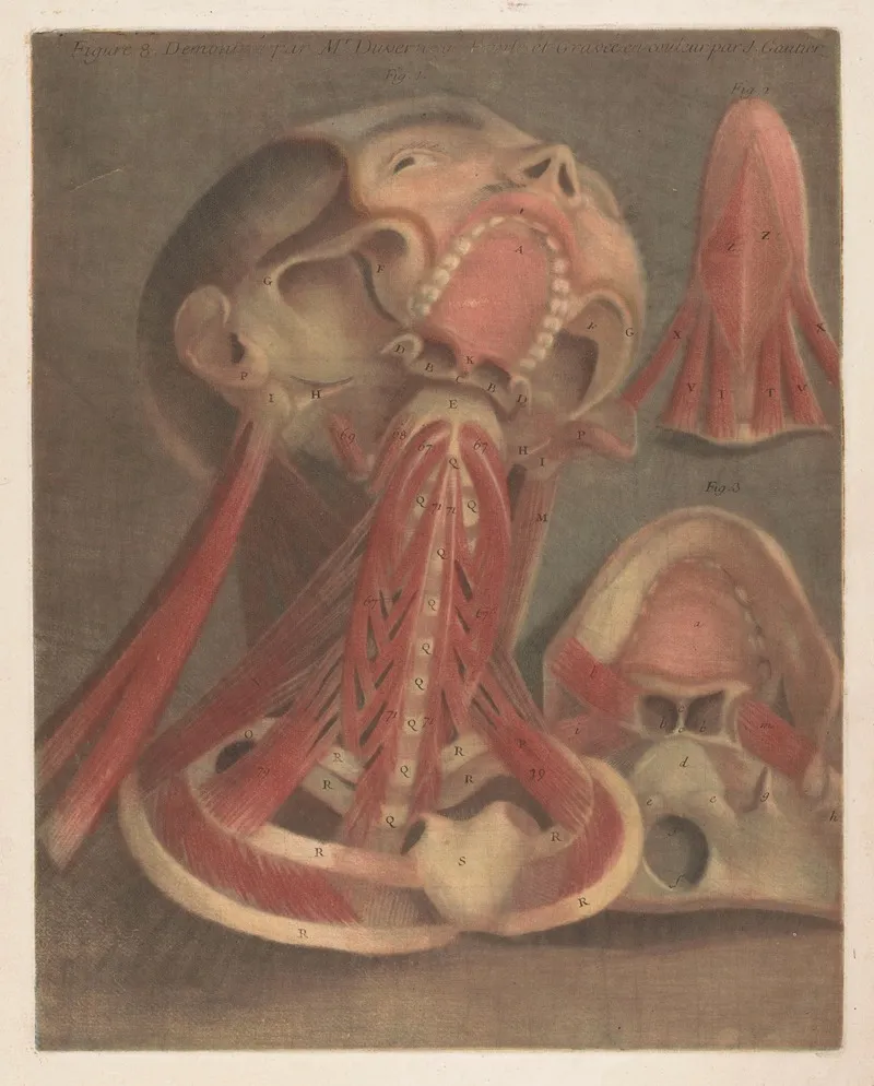 Male Head With Muscles Visible With Detail Of The Palate 2 Wall Art by Jacques Fabien Gautier d'Agoty - High-Resolution Digital Print