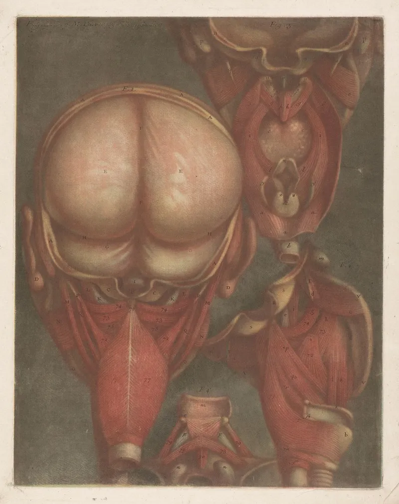 Male Head With Muscles Visible With Detail Of The Palate Wall Art by Jacques Fabien Gautier d'Agoty - High-Resolution Digital Print