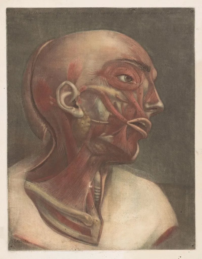 Male Head With Muscles Visible Wall Art by Jacques Fabien Gautier d'Agoty - High-Resolution Digital Print