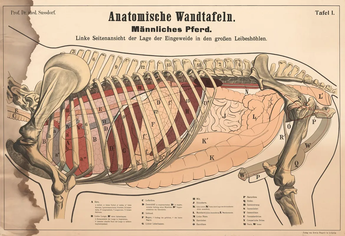 Male Horse Left Side View Showing The Position Of The Internal Organs In The Large Body Cavities Wall Art by Max von Sussdorf - High-Resolution Digital Print