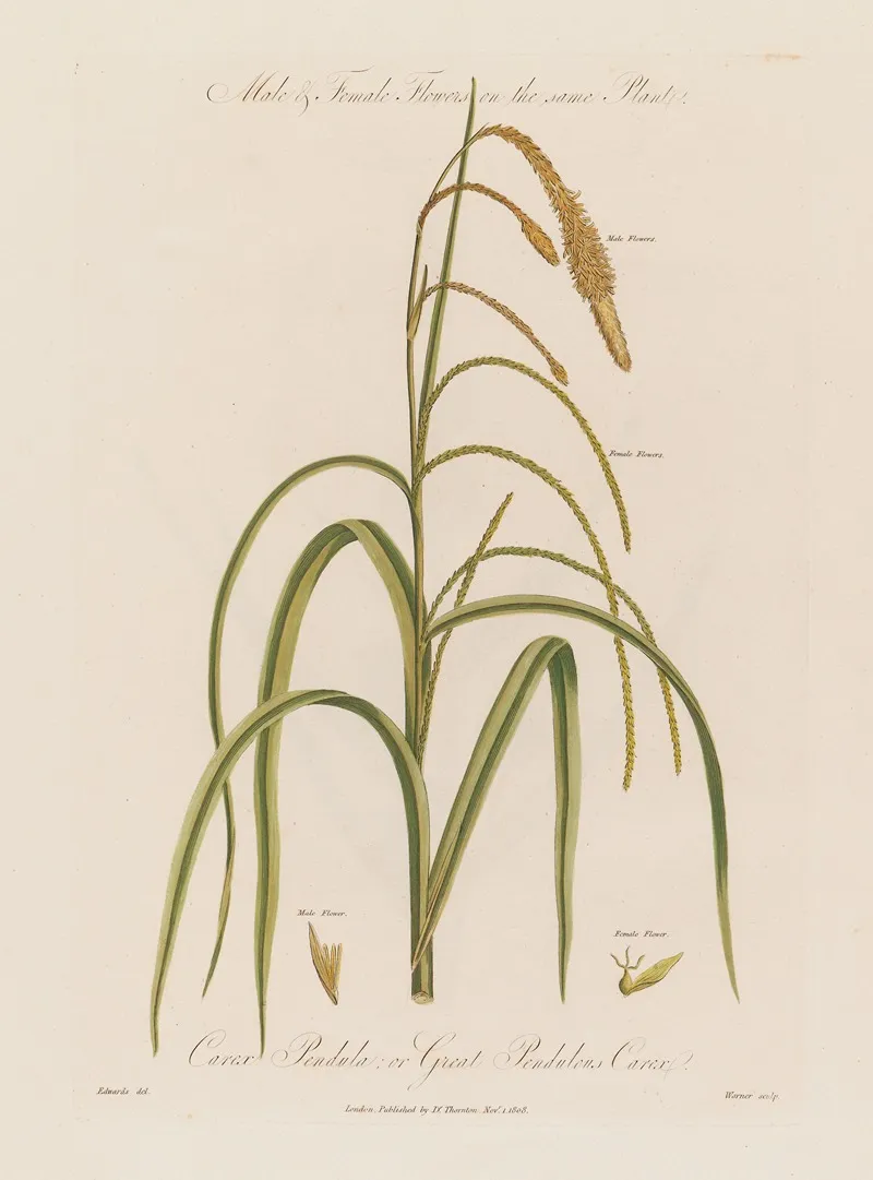 Male Or Great Pendulous Carex Wall Art by Robert John Thornton - High-Resolution Digital Print