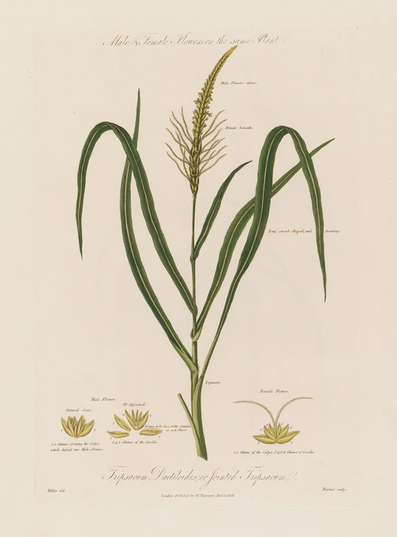 Male Or Jointed Tripsacum Wall Art by Robert John Thornton - High-Resolution Digital Print