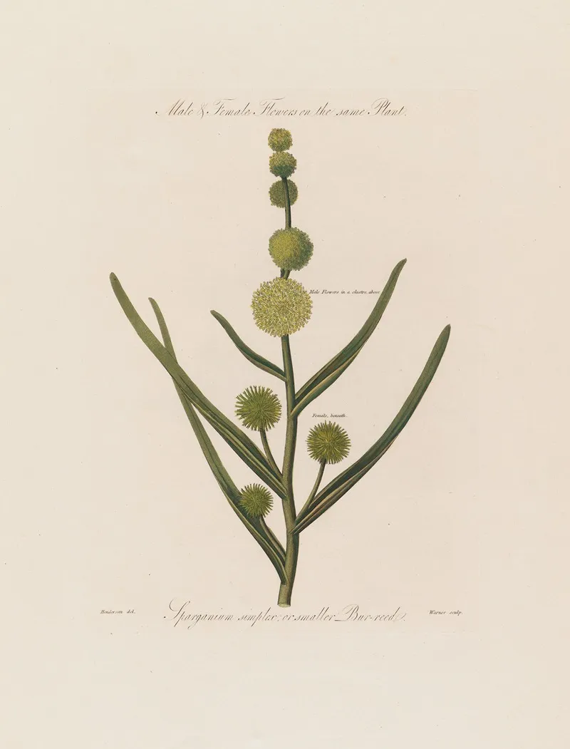 Male Or Smaller Bur Reed Wall Art by Robert John Thornton - High-Resolution Digital Print