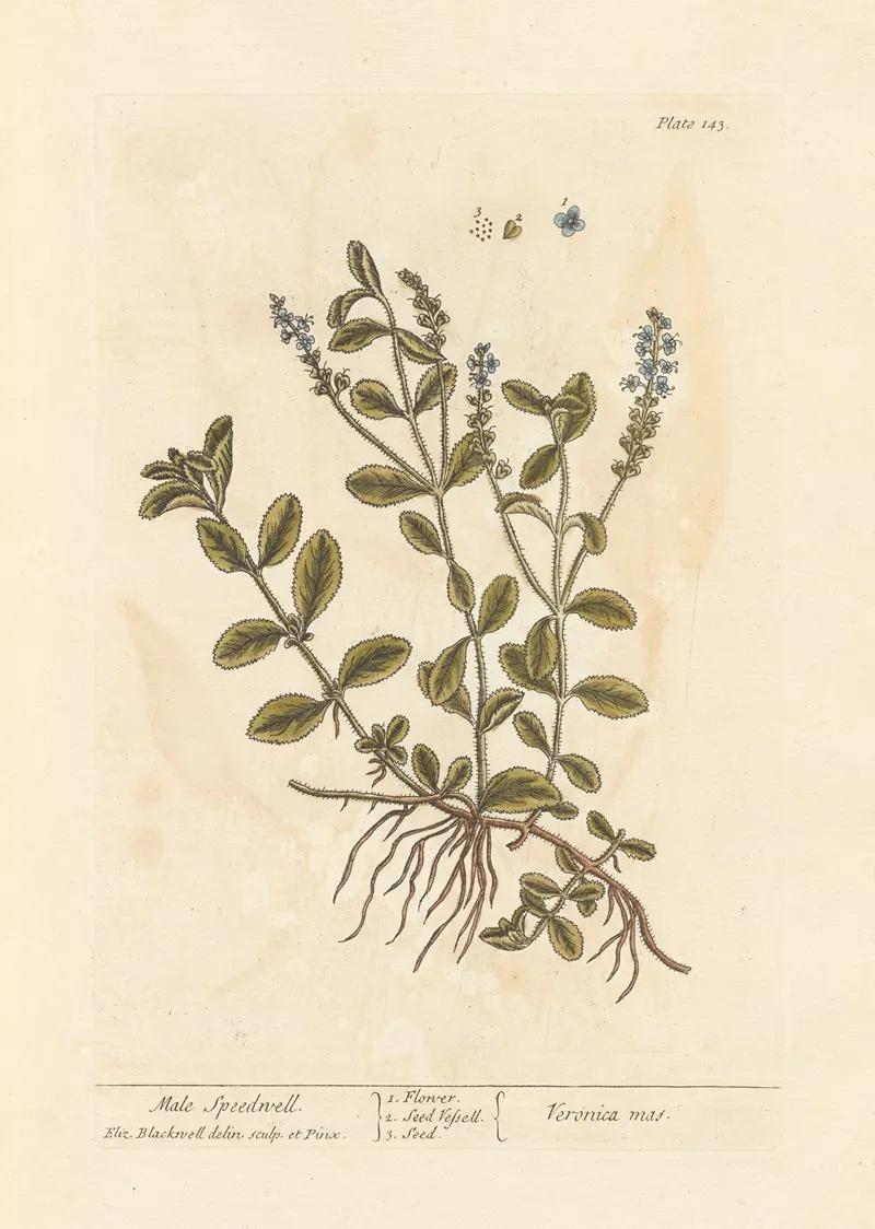 Male Speedwell Wall Art by Elizabeth Blackwell - High-Resolution Digital Print