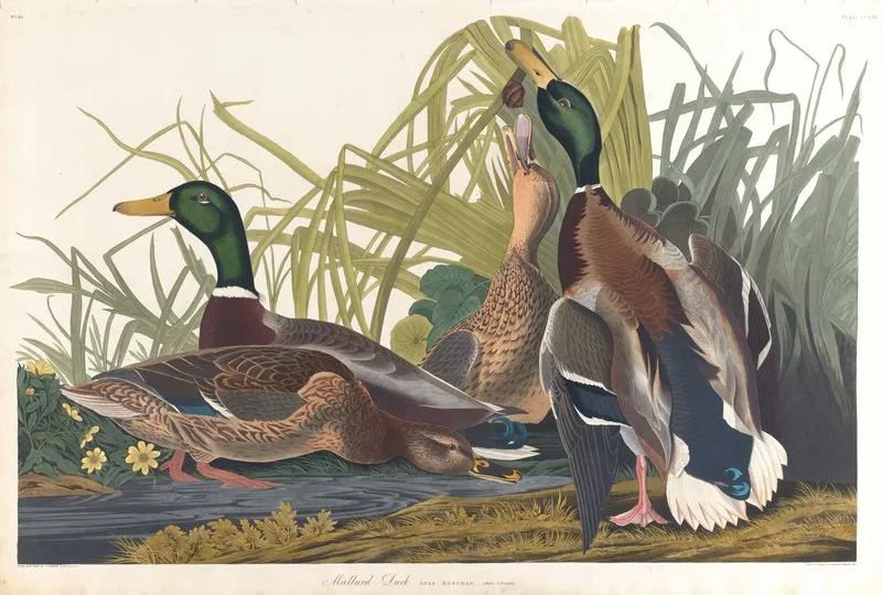 Mallard Duck 2 Wall Art by John James Audubon - High-Resolution Digital Print