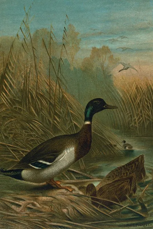 Mallard Duck Wall Art by John George Wood - High-Resolution Digital Print