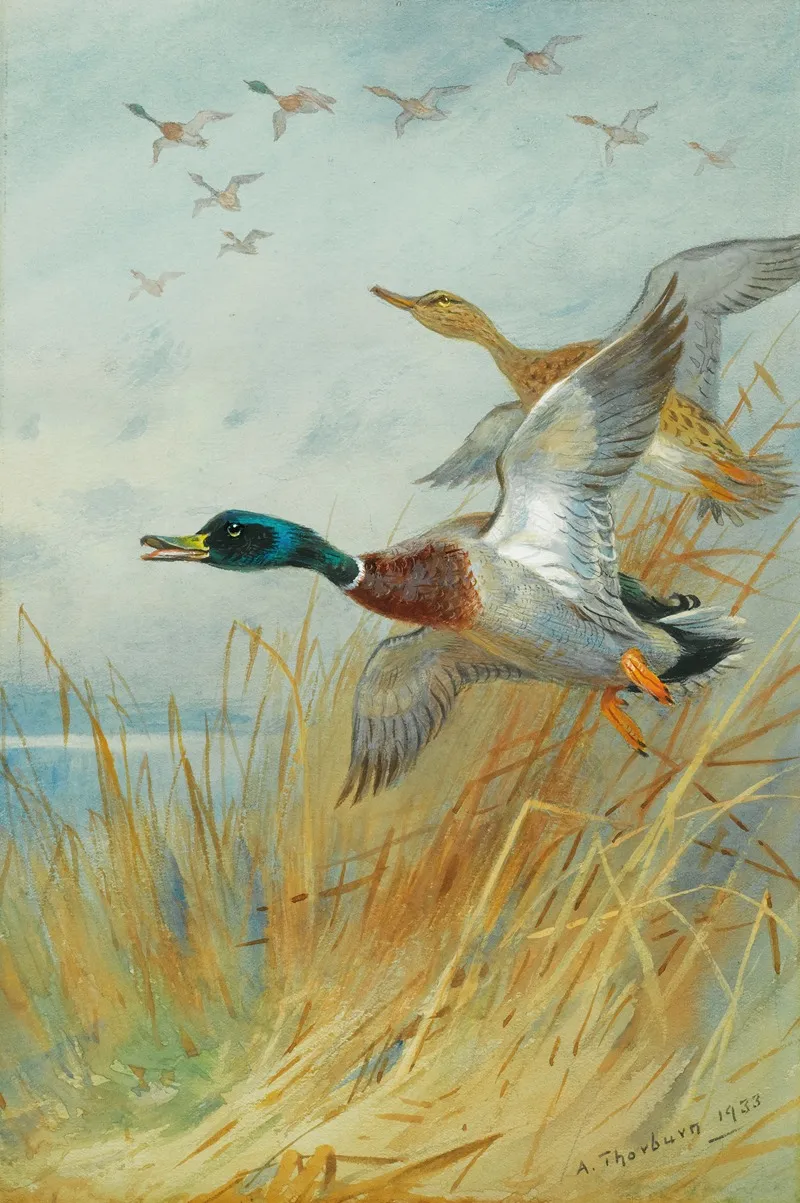 Mallard Rising Wall Art by Archibald Thorburn - High-Resolution Digital Print