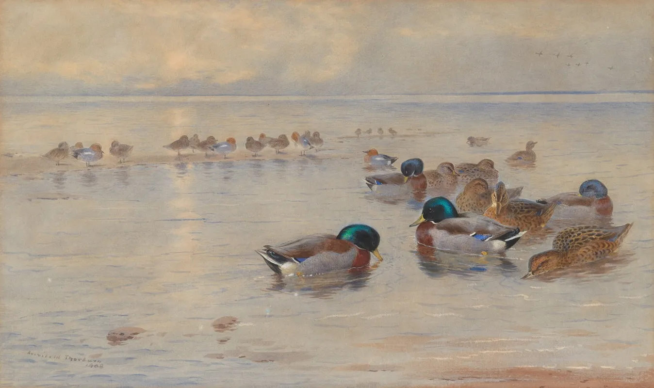 Mallards On A Lake 2 Wall Art by Archibald Thorburn - High-Resolution Digital Print