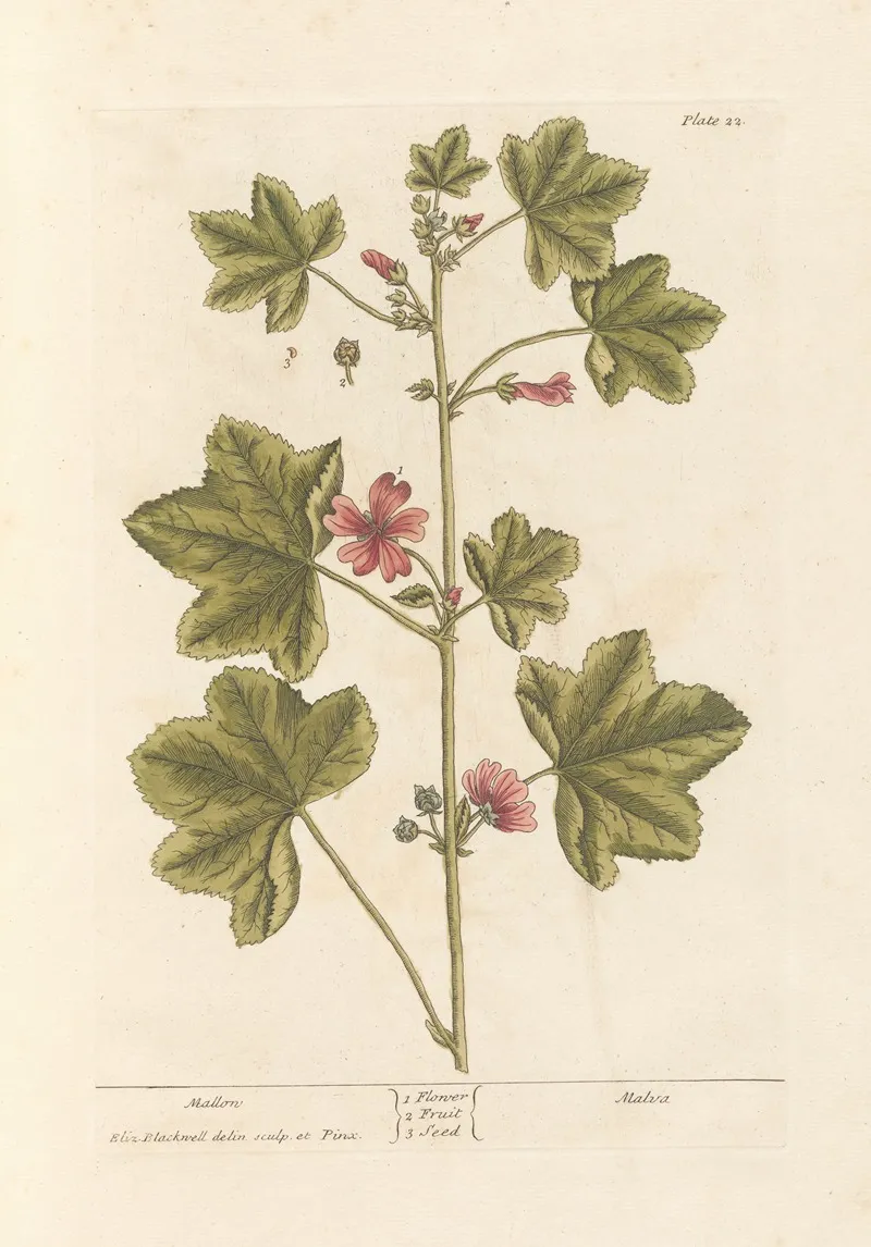 Mallow Wall Art by Elizabeth Blackwell - High-Resolution Digital Print