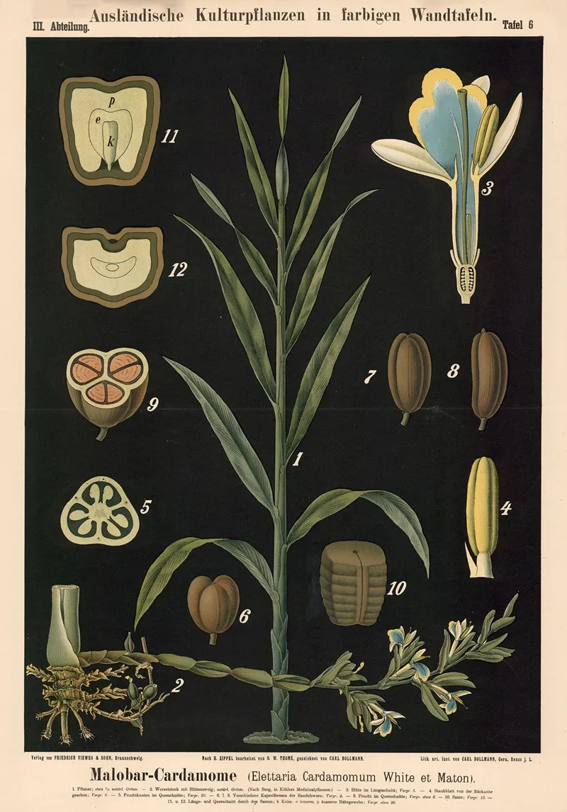Malobar Cardamome Elettaria Cardamomum White Et Maton Wall Art by Carl Bollmann - High-Resolution Digital Print