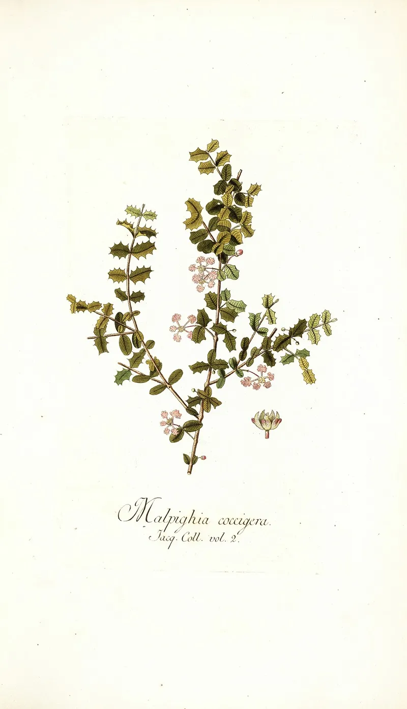 Malpighia Coccigera Wall Art by Nikolaus Joseph Freiherr von Jacquin - High-Resolution Digital Print