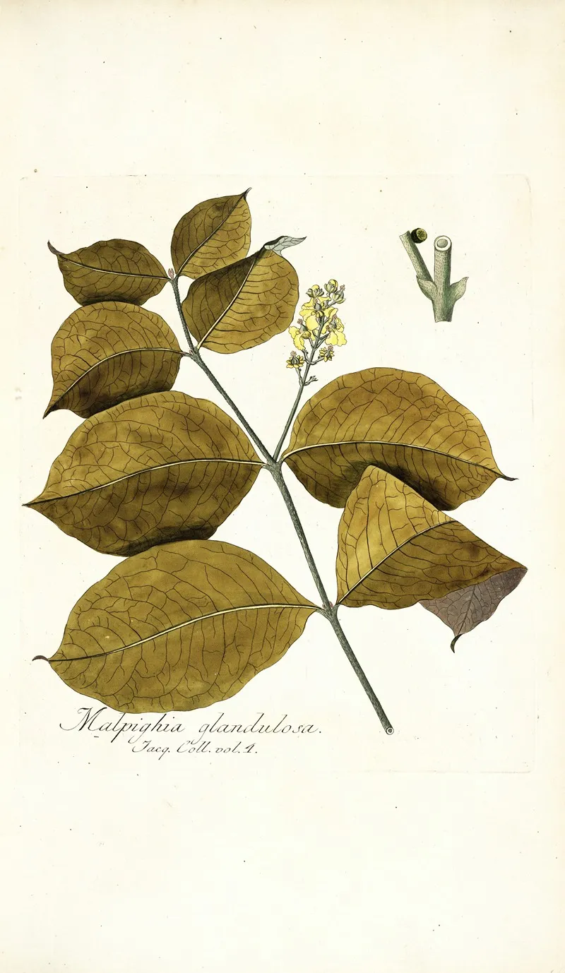Malpighia Glandulosa Wall Art by Nikolaus Joseph Freiherr von Jacquin - High-Resolution Digital Print
