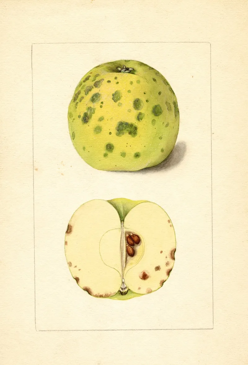 Malus Domestica 12