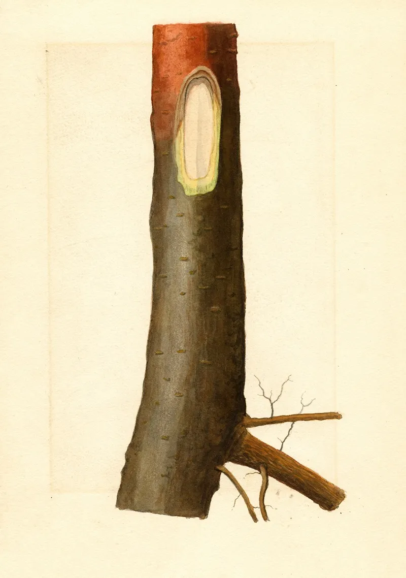 Malus Domestica 13 Wall Art by James Marion Shull - High-Resolution Digital Print