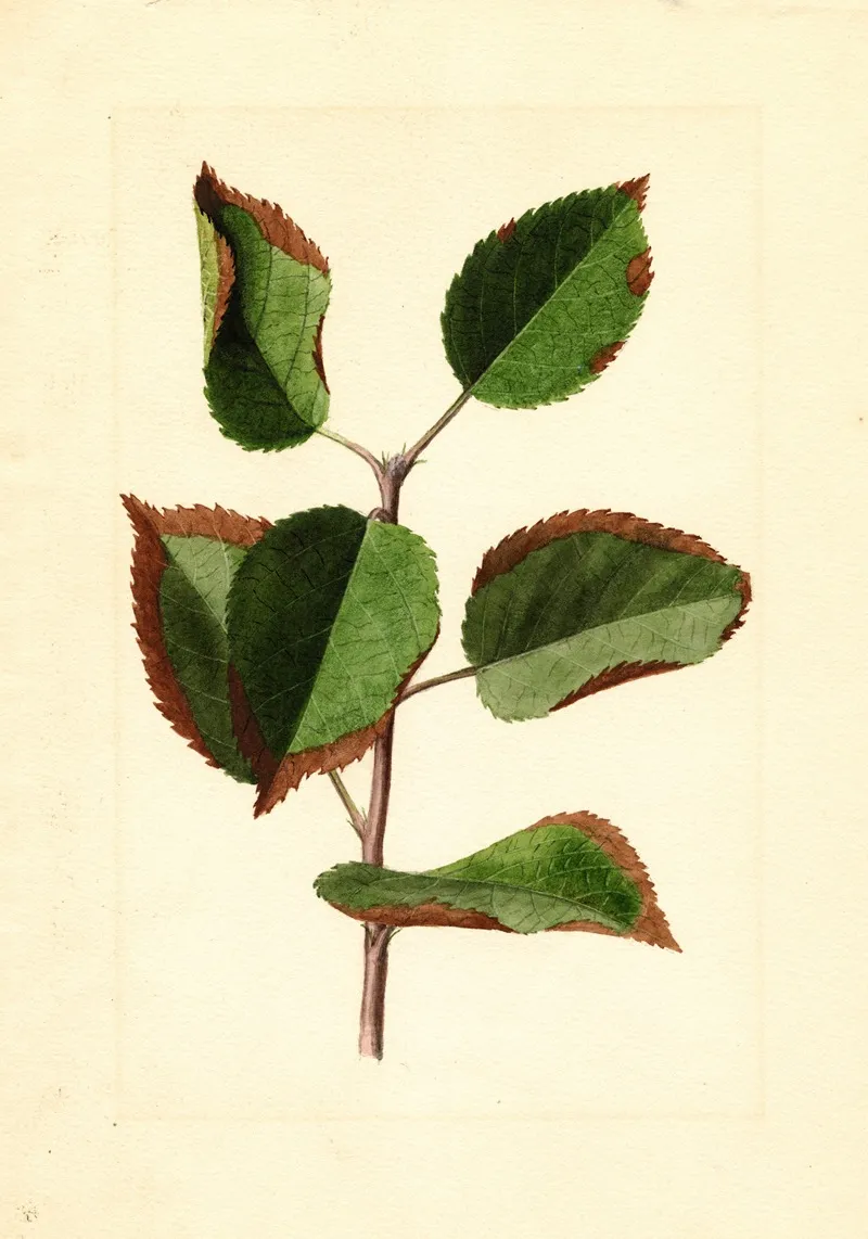 Malus Domestica 14 Wall Art by James Marion Shull - High-Resolution Digital Print