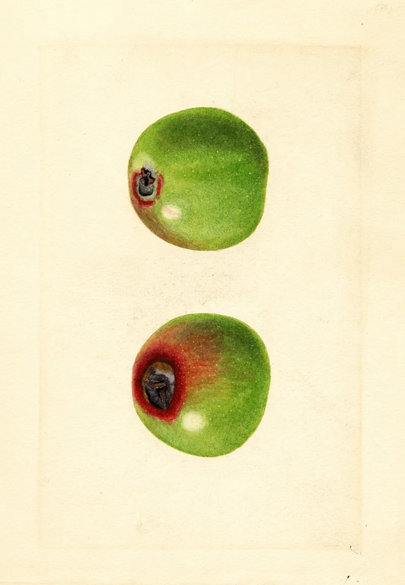 Malus Domestica 15 Wall Art by James Marion Shull - High-Resolution Digital Print