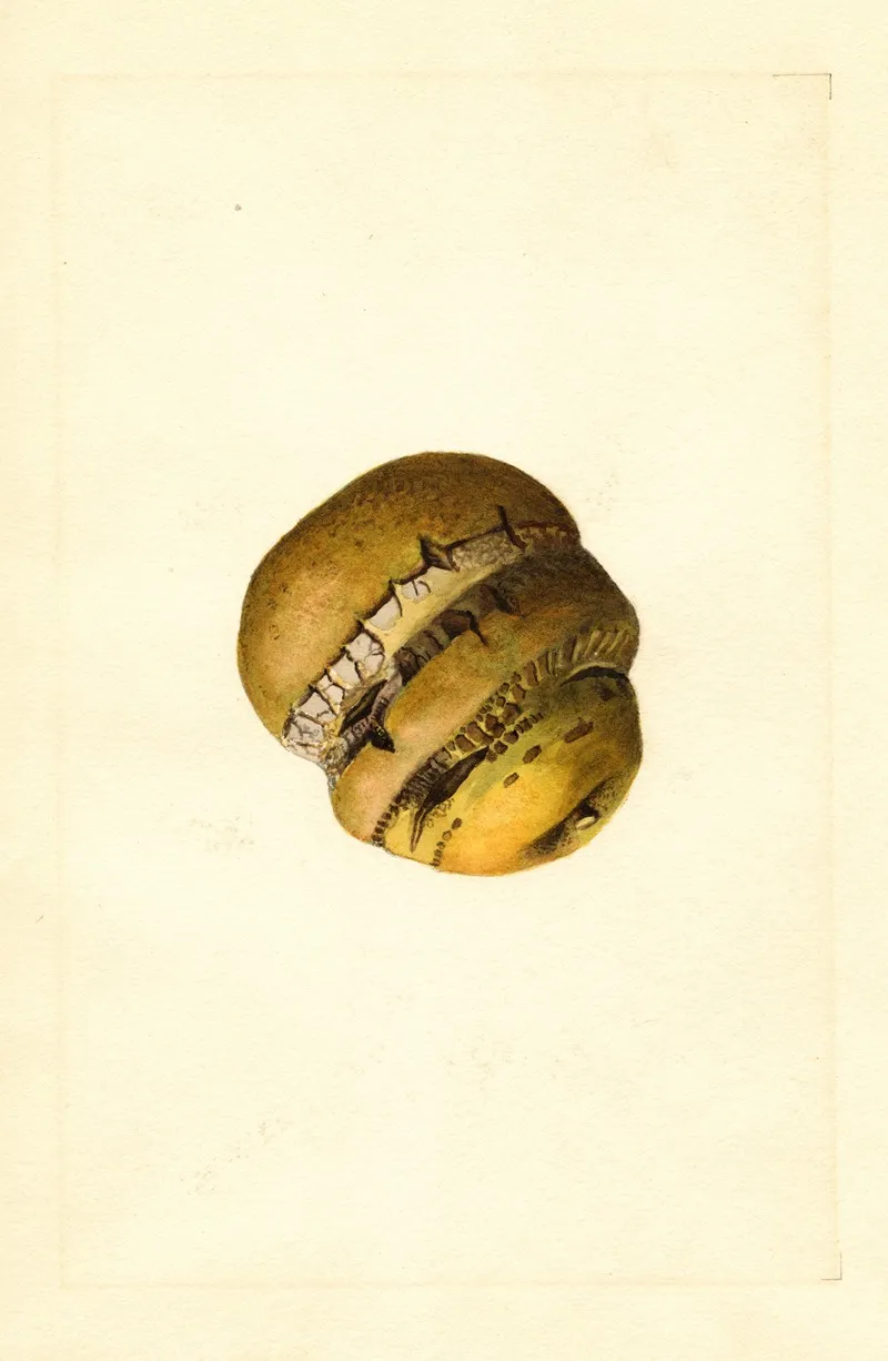 Malus Domestica 16 Wall Art by James Marion Shull - High-Resolution Digital Print
