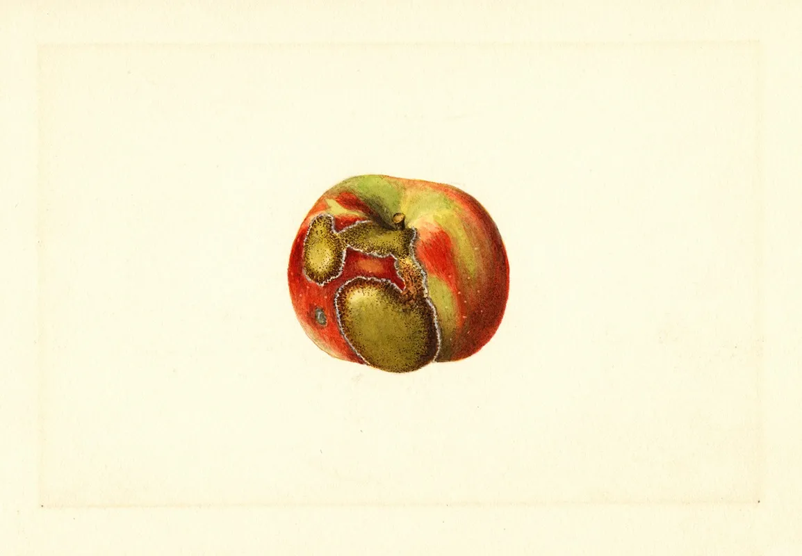 Malus Domestica 17 Wall Art by James Marion Shull - High-Resolution Digital Print