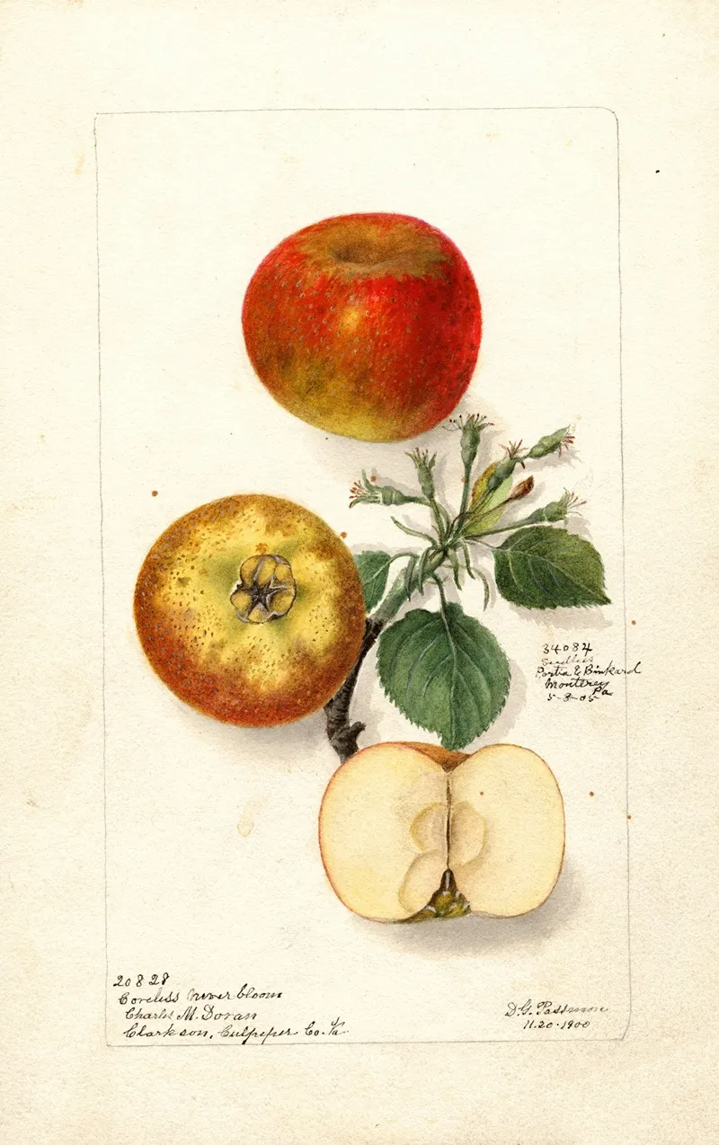 Malus Domestica 3 Wall Art by Deborah Griscom Passmore - High-Resolution Digital Print