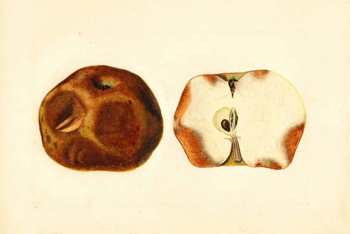 Malus Domestica 4 Wall Art by James Marion Shull - High-Resolution Digital Print