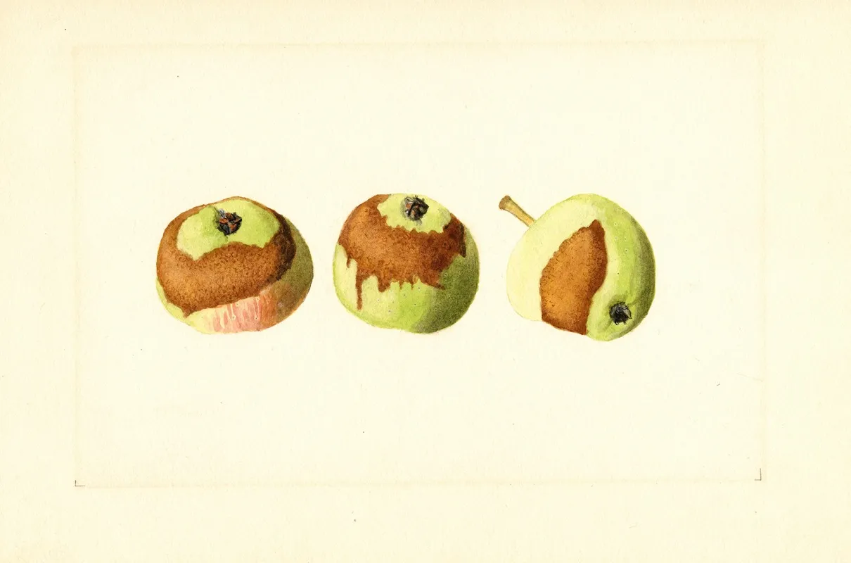 Malus Domestica 5 Wall Art by James Marion Shull - High-Resolution Digital Print