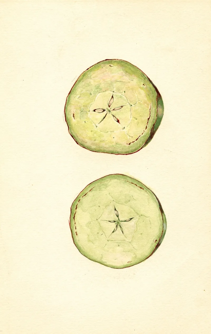 Malus Domestica 6 Wall Art by J.F. Brewer - High-Resolution Digital Print