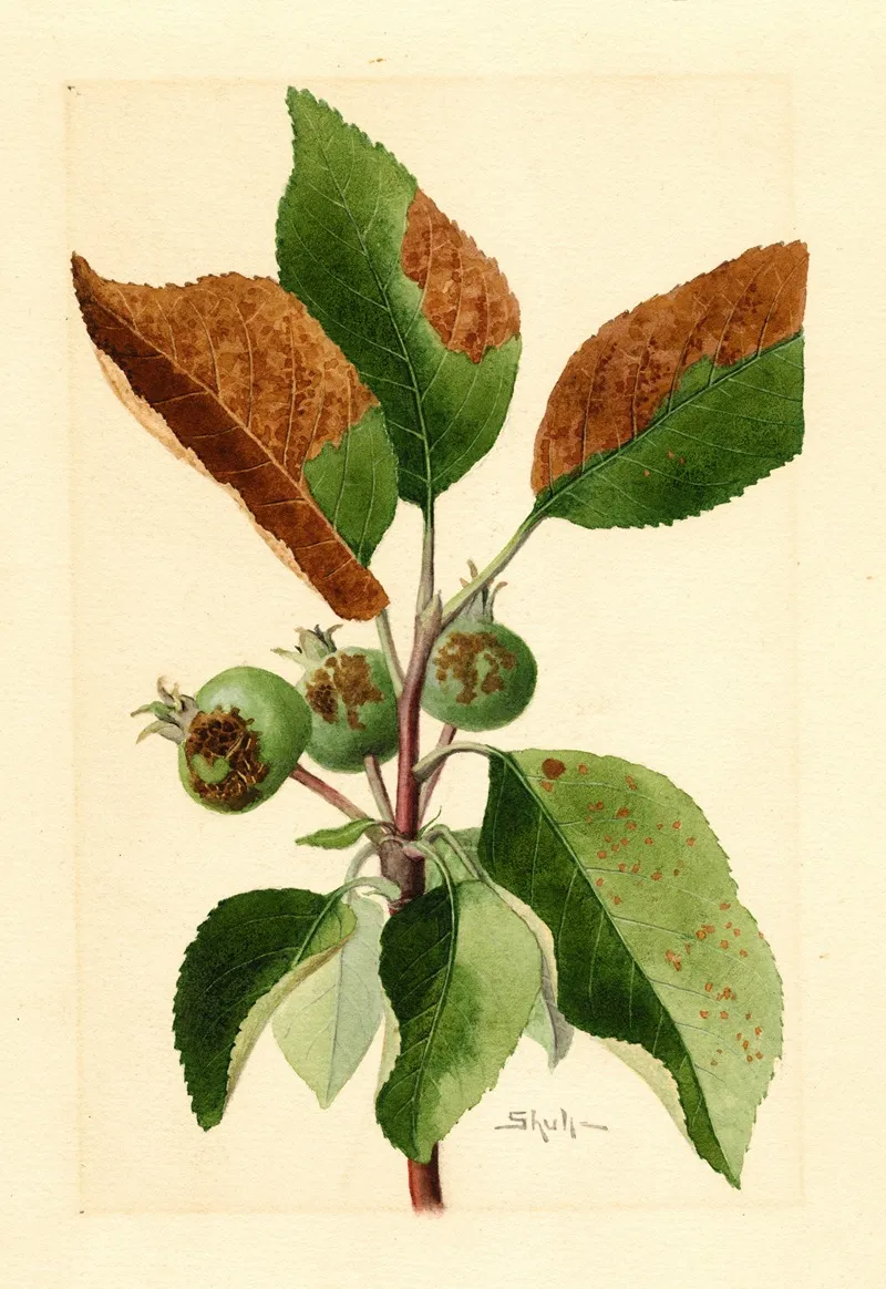 Malus Domestica 7 Wall Art by James Marion Shull - High-Resolution Digital Print