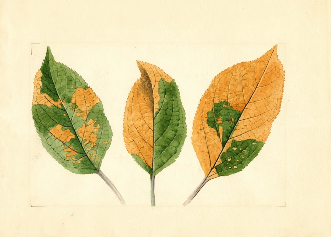 Malus Domestica 8 Wall Art by James Marion Shull - High-Resolution Digital Print