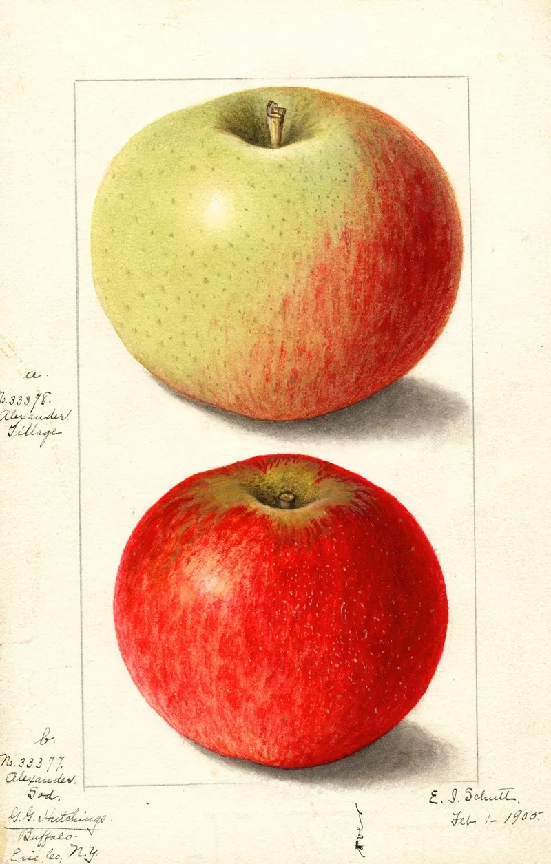 Malus Domestica Alexander Tillage Wall Art by Ellen Isham Schutt - High-Resolution Digital Print